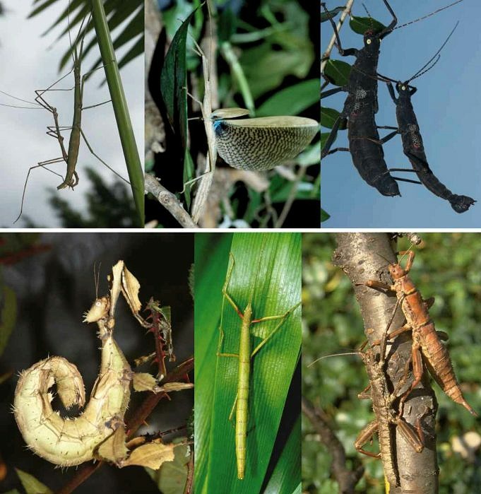 Sieben Verschiedene Möglichkeiten, Holzzäune Vor Termiten Zu Schützen